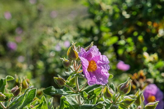 Purpur-Zistrose (Cistus x purpureus)