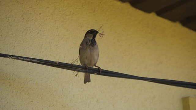 Bird holding grass flower in its beak. Sparrow bird holding grass flower in its beak