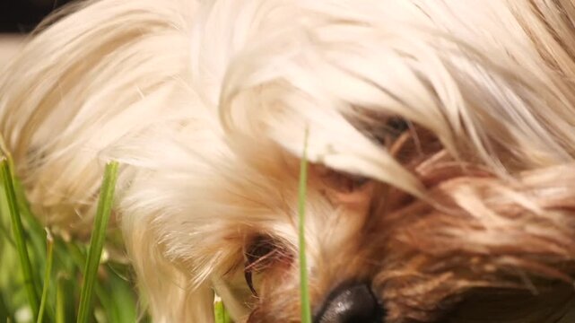 Terrier dog eating green grass