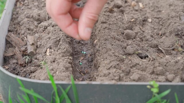 Hand sowing radish seeds on vegetable garden bed close-up