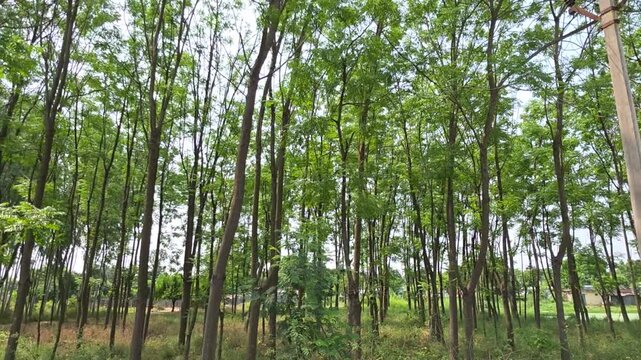 Trees stand in straight lines forming a neat pattern in a green forest area