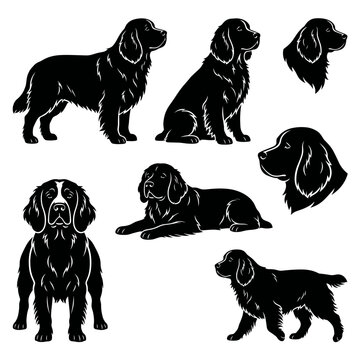Black and white vector silhouette set of Clumber Spaniel