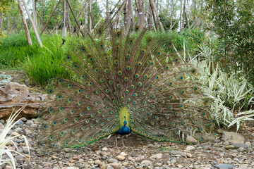 Obraz premium Peacock flaunting its open plumage fan of eyespot patterned feathers