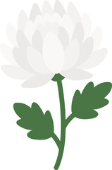 Fototapeta premium White Chrysanthemum