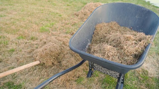 Wheelbarrow with dry thatch and rake handle on lawn during spring lawn raking