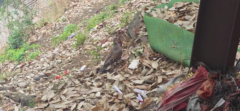 Small Bird Near Dry Leaves Ground