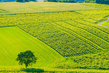 Naklejka premium Vineyards on hills, Jura wine region, Bourgogne-Franche-Comte in eastern France.