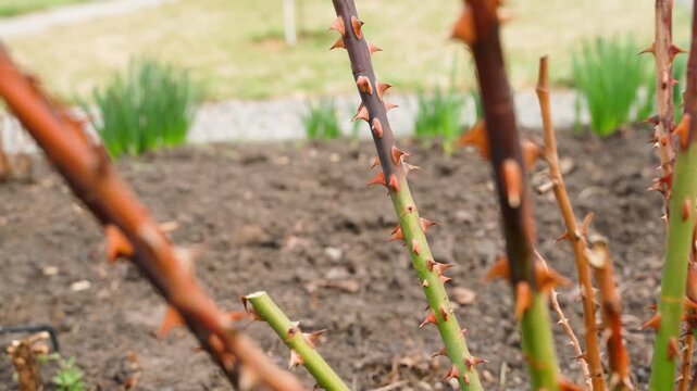Pruning rose stems with secateurs in spring close-up showing thorns and green shoots