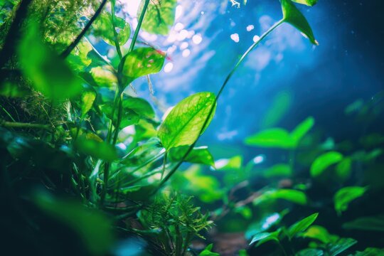 澄んだ水中の水中植物は自然の生息地を作り出します