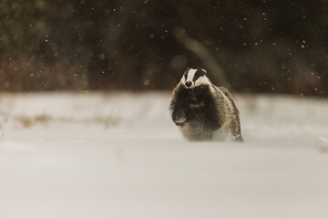European Badger Meles meles running toward camera through deep snow in winter © michal