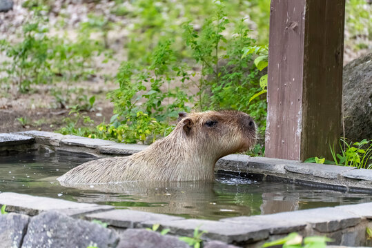 プールに入るカピバラ