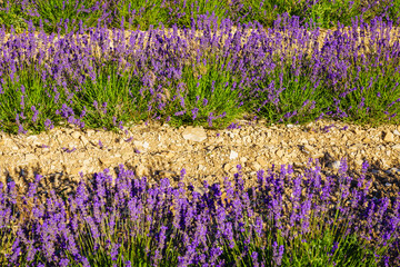 Obraz premium Lavender plants grow in rows under sunlight in a field during the summer in France Provence