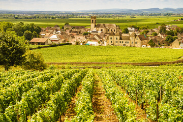 Naklejka premium Summer vineyards landscape and village Pommard. Burgundy road. Cote de Beaune, Cote d'Or, France.