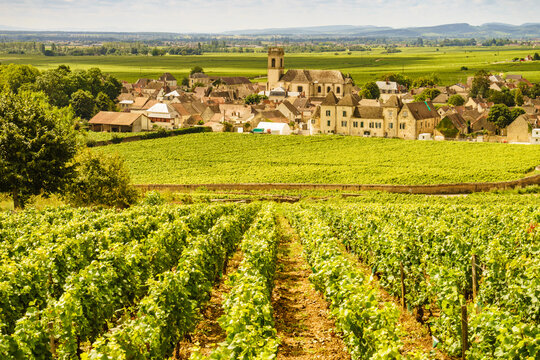 Summer vineyards landscape and village Pommard. Burgundy road. Cote de Beaune, Cote d'Or, France.