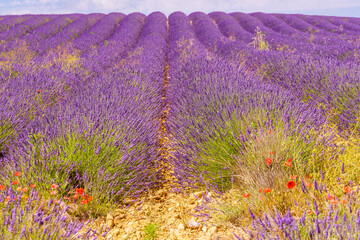 Naklejka premium Lavender purple field in bloom in Provence, France. Flowering season.