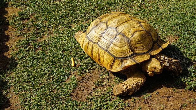 Land Tortoise Walking on Natural Ground