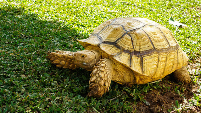 Land Tortoise Walking on Natural Ground