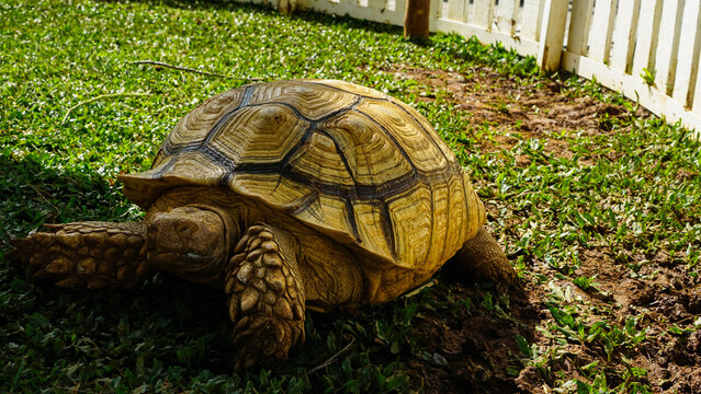 Land Tortoise Walking on Natural Ground