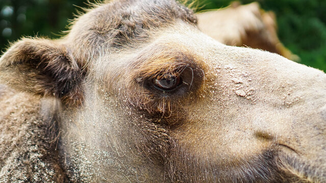 Camel Standing in Farm Environment