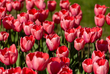 Fototapeta premium A vivid scene of red and pink tulips blooming closely together in a sunlit garden. The flowers create a rich tapestry of color, with soft petals and fresh green stems standing tall in natural light.