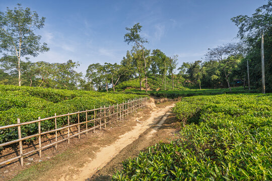 Scenic morning rural landscape view of path in hilly tea garden, Sylhet, Bangladesh