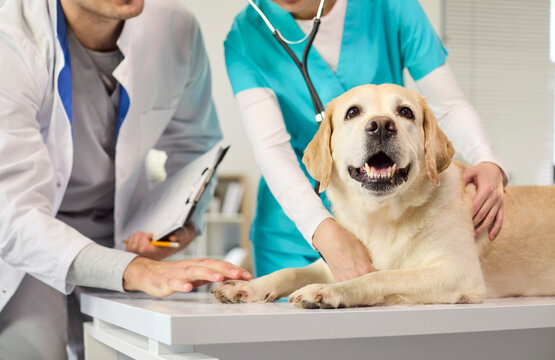 Veterinarian and nurse examine labrador dog. In the clinic the doctor uses a stethoscope and notes the checkup on a clipboard, delivering pet care. Concept shows trusted veterinary care.