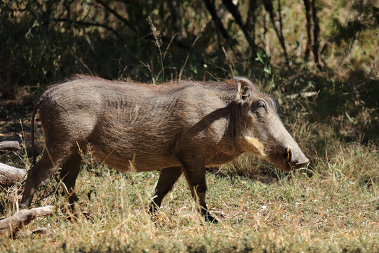 Warzenschwein / Warthog / Phacochoerus africanus