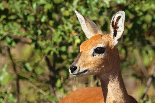 Afrikanischer Steinbock / Steenbok / Raphicerus campestris