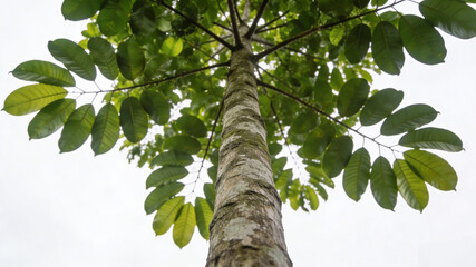 Fototapeta premium green leaves on a tree