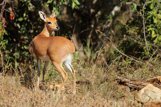 Afrikanischer Steinbock / Steenbok / Raphicerus campestris