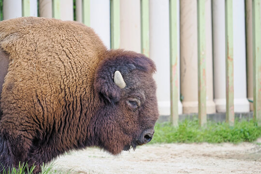 動物園のアメリカバイソン