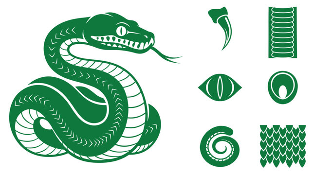 Coiled Green Snake Vector Graphic Featuring Detailed Anatomical Icons For Fangs Forked Tongue Scales Eye And Tail On White Background