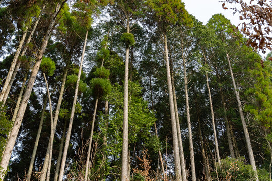 高く伸びる杉林の風景、自然の森林背景