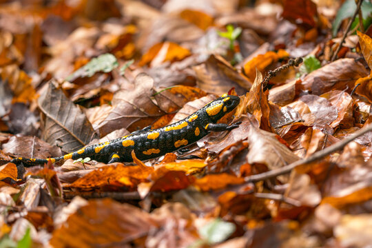Feuersalamander im Laub