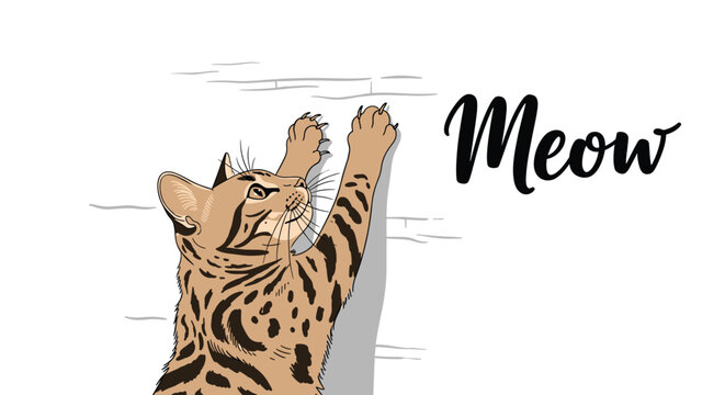 Detailed sketch of a bengal cat playfully scratching a wall with the word meow written in elegant script for cat lovers.