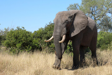 Fototapeta premium Afrikanischer Elefant / African elephant / Loxodonta africana