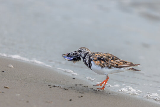 Ruddy turnstone (Arenaria interpres) searching for food on the beach in the Camargue, France.