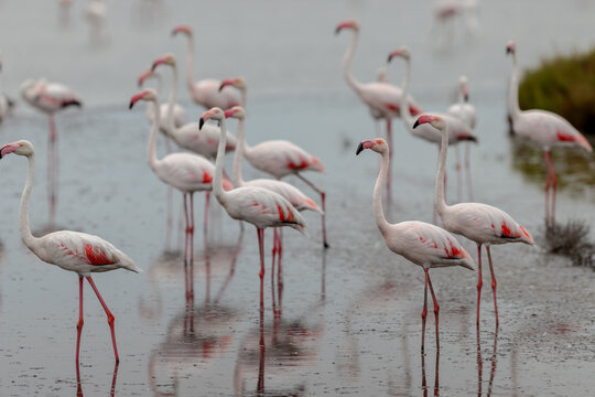 Group of Greater flamingos (Phoenicopterus roseus) in the shallow water of a lagoon in the Camargue, France.