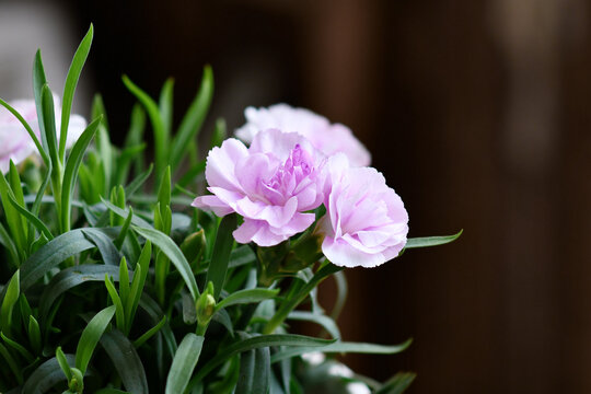 Close up of flowers of light purple Dianthus flowers
