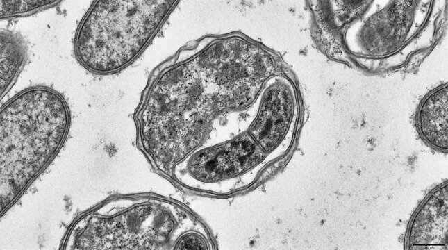 Flagella Beating Pattern in Swimming Trypanosoma