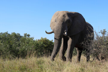 Obraz premium Afrikanischer Elefant / African elephant / Loxodonta africana
