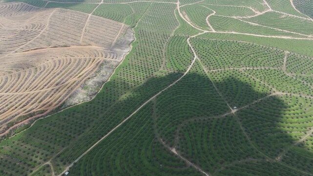 agriculture-palm-oil-plantation-deforestation