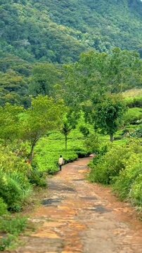 A lone figure walks along a path through lush greenery, with rolling hills and dense forest creating a tranquil and inviting natural scene.
