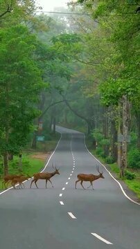 A herd of deer gracefully crosses a misty road lined with lush green trees, creating a serene and picturesque wildlife scene.