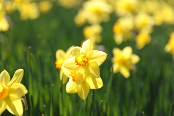 Fototapeta premium daffodils in spring
