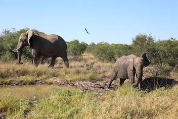 Fototapeta premium Afrikanischer Elefant im Schlamm / African elephant in the mud / Loxodonta africana