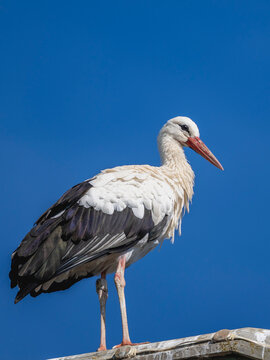 cigogne
