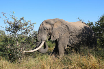 Naklejka premium Afrikanischer Elefant / African elephant / Loxodonta africana
