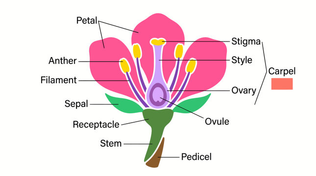 Labeled diagram of a flowering plant showing petals, stamens, pistil, sepals, ovary, ovule, and other floral parts