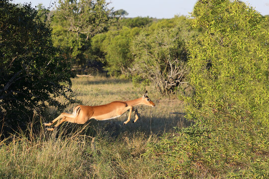 Schwarzfersenantilope / Impala / Aepyceros melampus